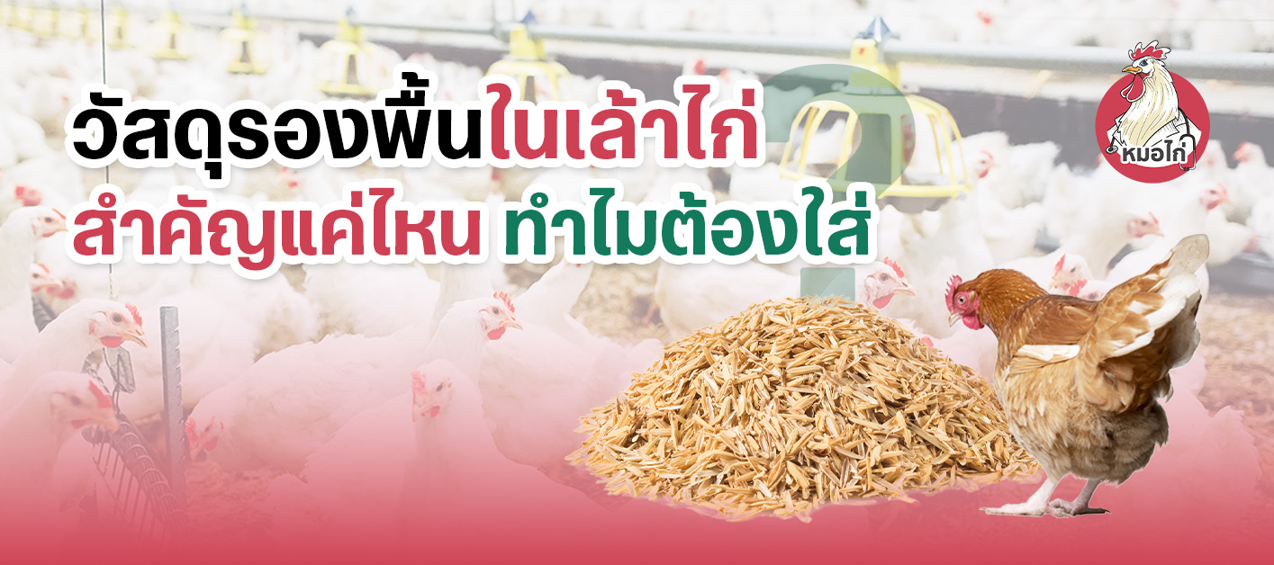 แกลบรองพื้นในเล้าไก่ สำคัญแค่ไหน